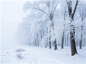 唯美冬季雾凇雪景摄影图片